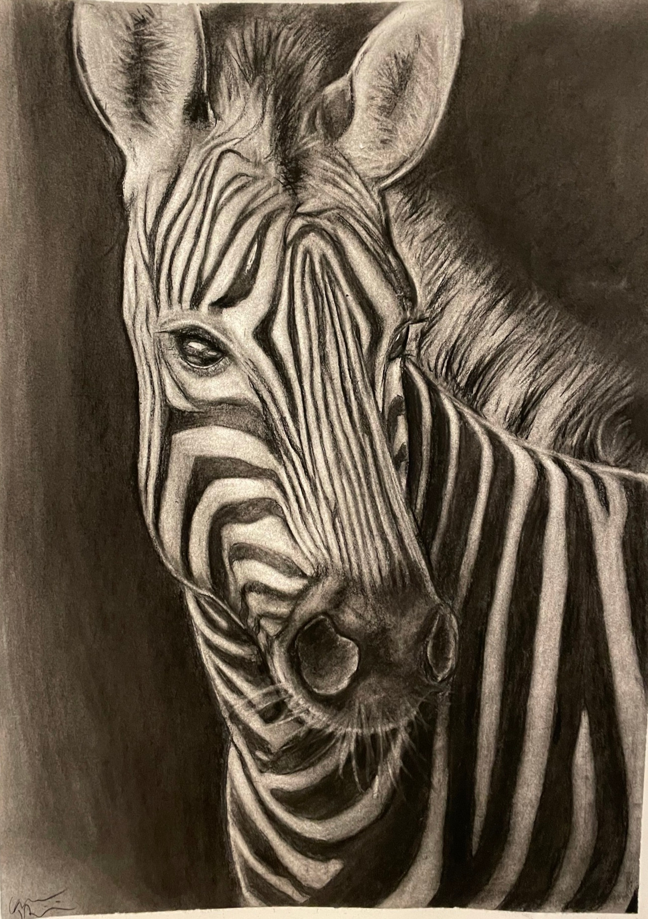 Charcoal illustration of a zebra from the neck up on a black background